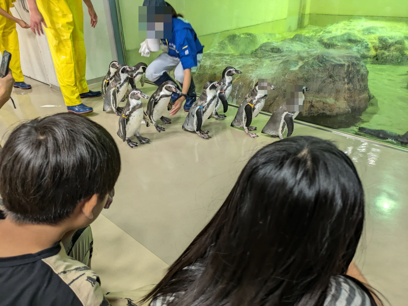 宮島水族館の見学風景