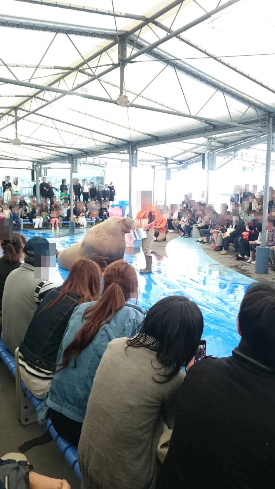 鳥羽水族館のセイウチ。管理者撮影。人物の顔は濃いモザイク加工済み。撮影当時の展示です。