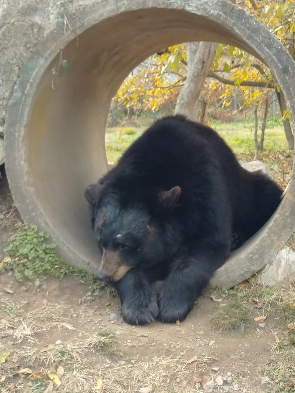 サファリパークの動物