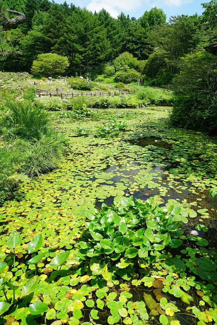 六甲高山植物園の風景