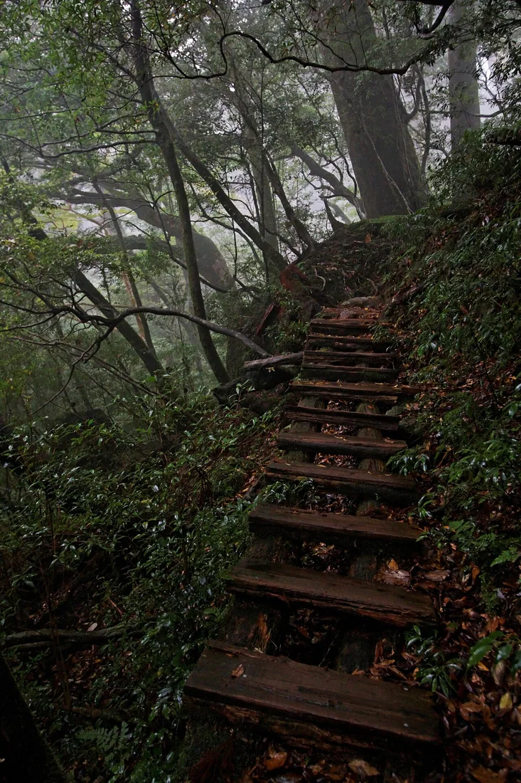 ヤクスギランドの風景