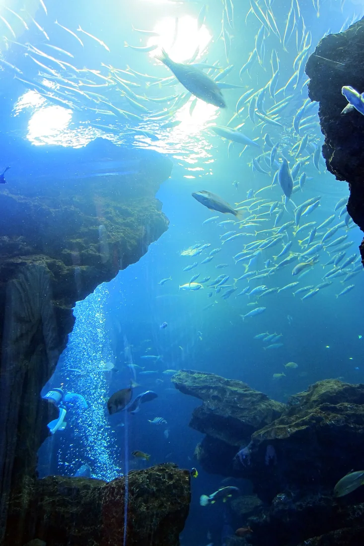 京都水族館の風景