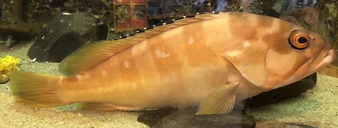 九十九島水族館海きららの風景