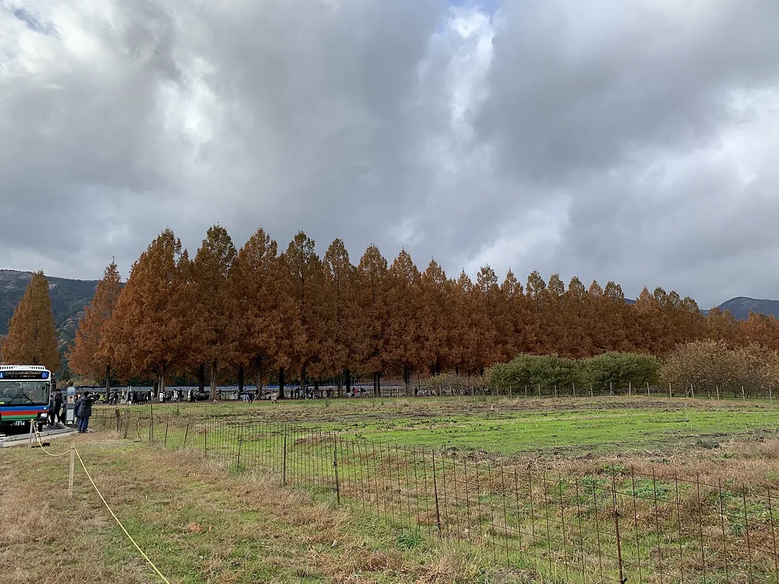 メタセコイア並木の風景