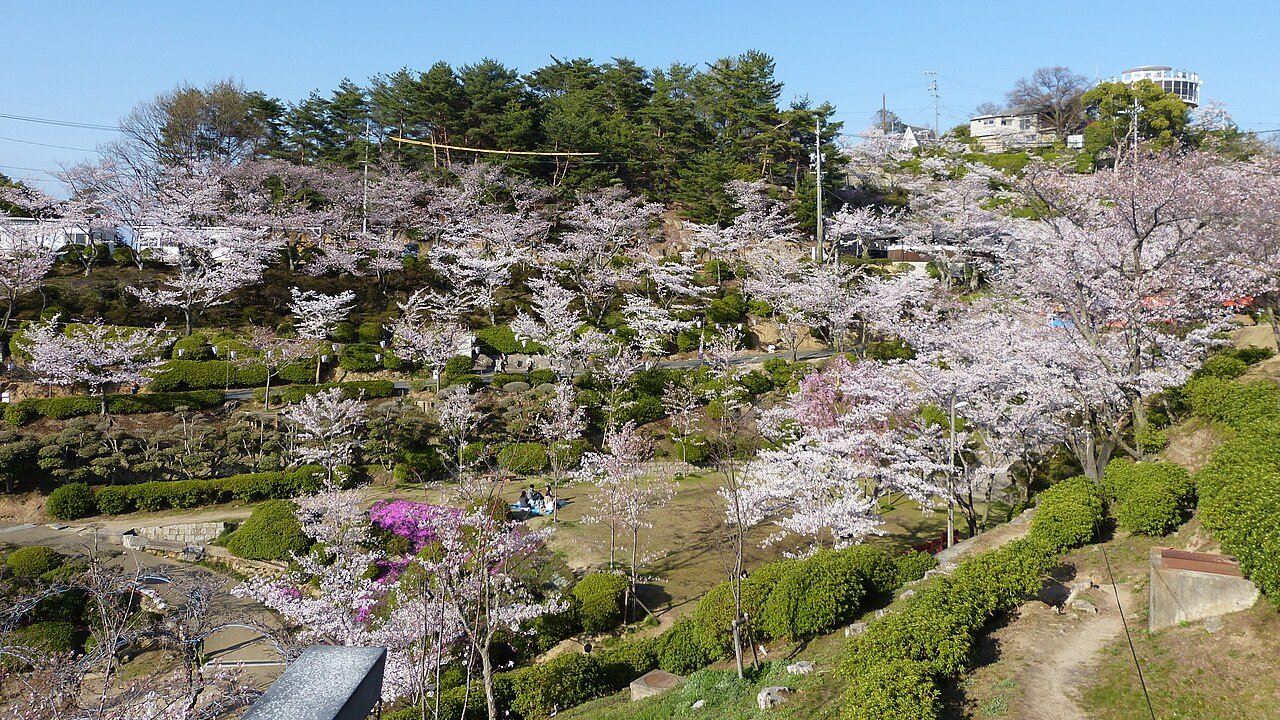 Senkoji-koen sakura.JPG